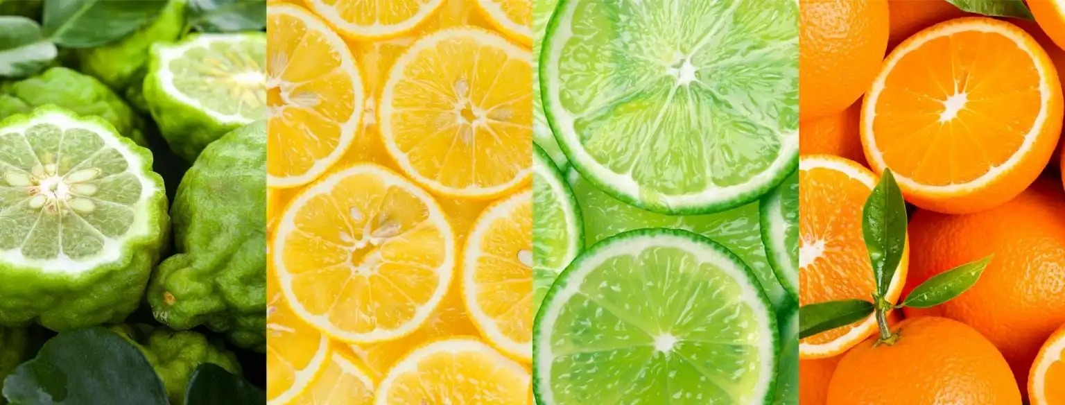 Hương Citrus – nền tảng của sự sảng khoái