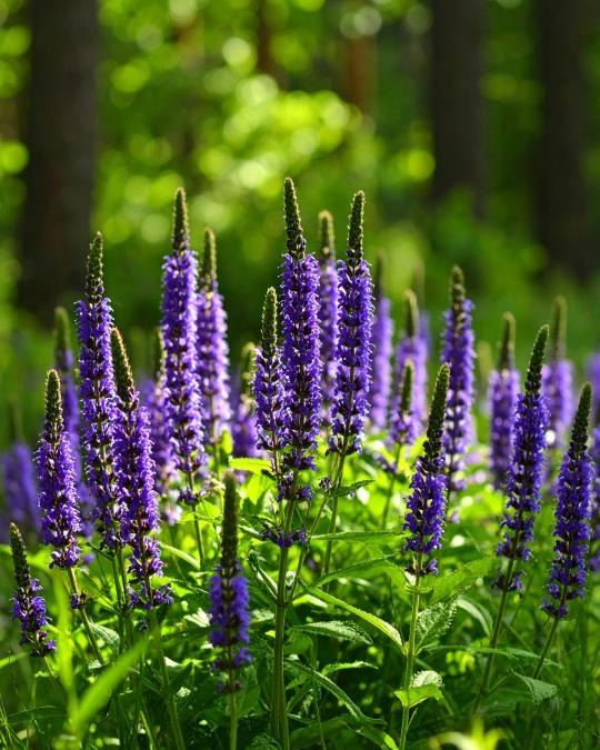 patchouli