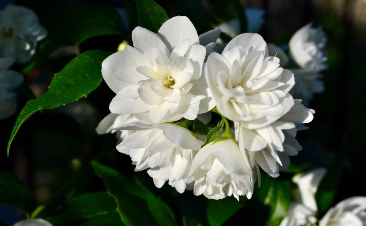 white floral