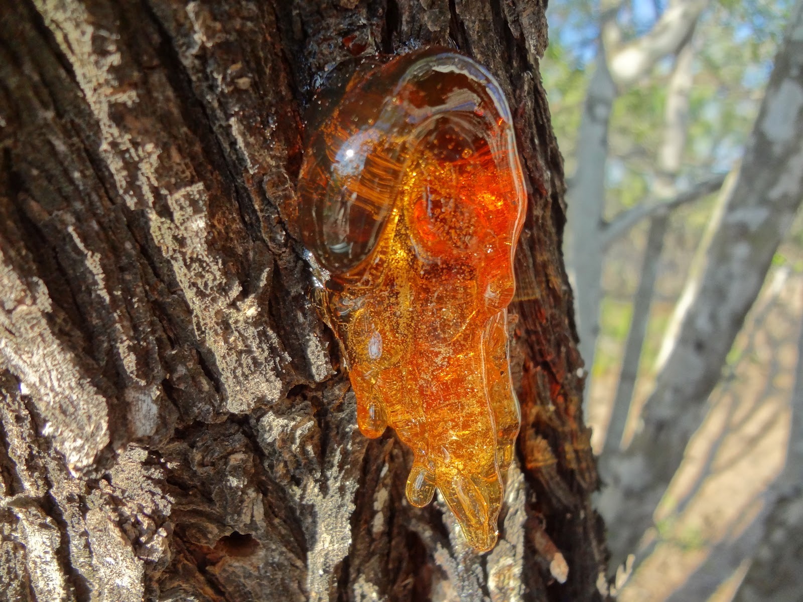 terpenic