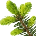 Cây linh sam Balsam Fir