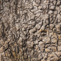 Cây Belambra tree