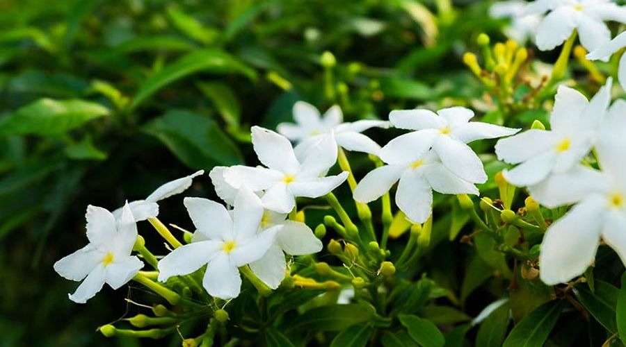 Hoa nhài mùi hương luôn được yêu thích trong nước hoa