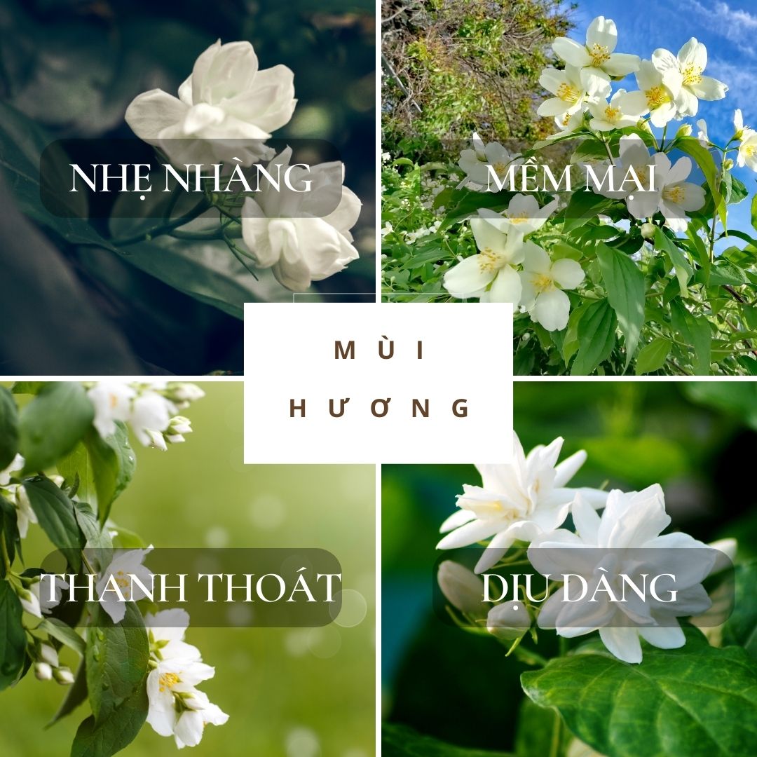 Những sắc thái hương nhài trong nước hoa