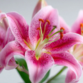 Hoa lily hồng