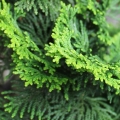 Gỗ bách Hinoki