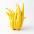 Buddha’s hand