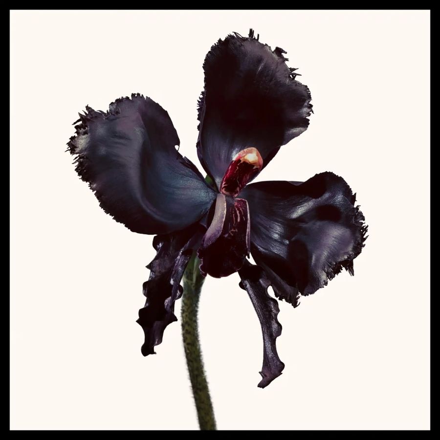 Nước Hoa Unisex Tom Ford Black Orchid Reserve Parfum
