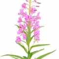 Cỏ lửa