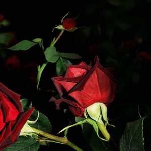 Nước Hoa Unisex YSL Velours Flamboyant Rose